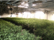 Cau una macroplantació de marihuana en una nau de Barberà: més de 1.200 plantes i quatre detinguts