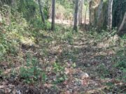 L’Ajuntament de Rubí impulsa actuacions de prevenció d’incendis i recuperació del torrent de Sant Muç