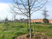Rubí reubica 22 arbres al carrer Sòcrates com a part de la transformació de l’avinguda de l’Estatut