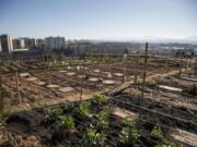 L’Ajuntament de Rubí adjudica 38 parcel·les dels horts municipals de Cova Solera