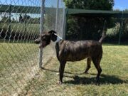 Rubí impulsa l’adopció d’animals del municipi amb un missatge de responsabilitat i compromís