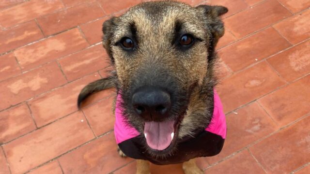 Bimba, gossa perduda el 6 de juny a Rubí. Foto: Cedida