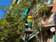 La campanya d’esporga de l’arbrat urbà conclou amb més de 2.800 intervencions a Rubí
